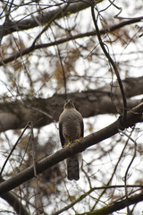Predatory bird, sitting on a tree. Eastern Buzzard (Buteo Japonicus)