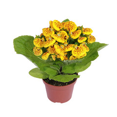 Calceolaria