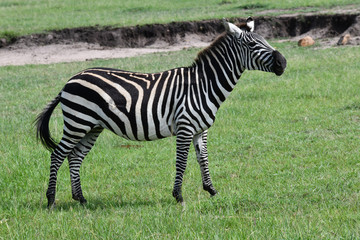 Fototapeta na wymiar zebra in park