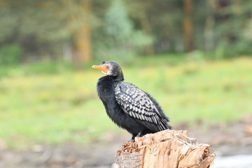 Kormoran
