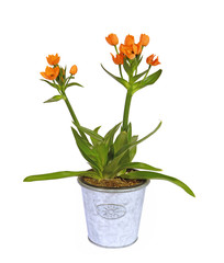 Ornithogalum dubium