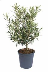 Olea europaea en pot © hcast
