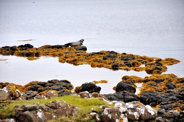 Grey seal on shore, Scotland, UK.