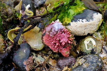 Dry seabed, Isle Of Skye, Scotland, UK.