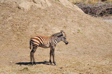 Fototapeta na wymiar Little Zebra. Sigean safari park, France