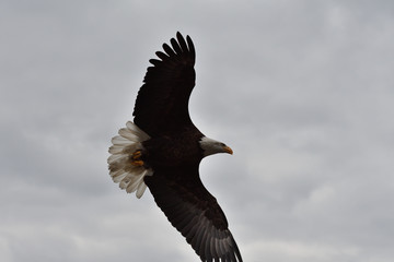 bird of prey hunting for his victim on the grass predatory bird