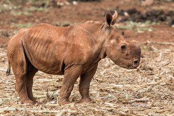 Baby rhino in Zimanga Game Reserve in South Africa