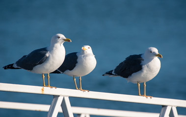 Gaivota