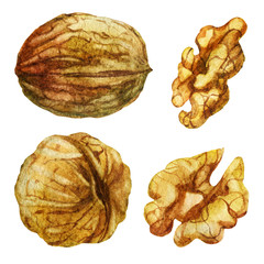 Watercolor illustration. Walnut from different directions. Walnut without shell.