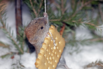 cute little mouse eating a cookie