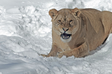 lioness with a predatory grin on snowy background