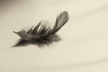 gray feather on matte metal, black and white photo