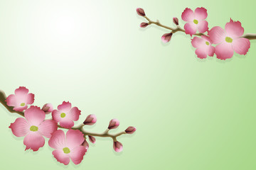 pink sakura flowers on a branch, on a green background, illustration