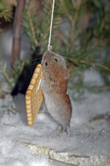 cute little mouse eating a cookie