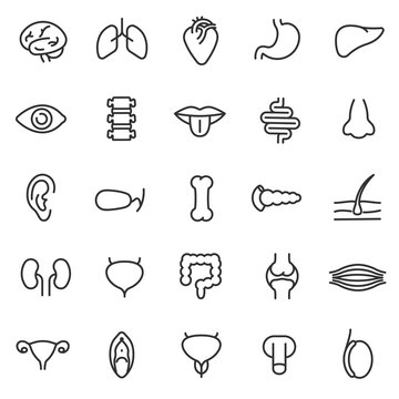 human anatomy icons set. internal organs, body parts linear style. Line with Editable stroke