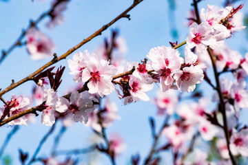 Trees blooming in spring time