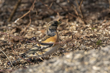Fringilla montifringilla