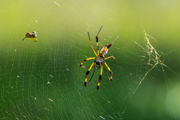 Banana spider and its sparkling web!