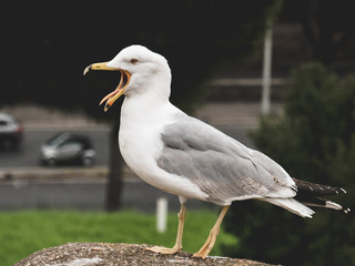 Möwe beim Schreien hoch oben auf einer Aussichtsplatte im Profil