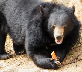 Tibetan black bear eating a carrot