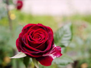 Beautiful red rose in the garden.