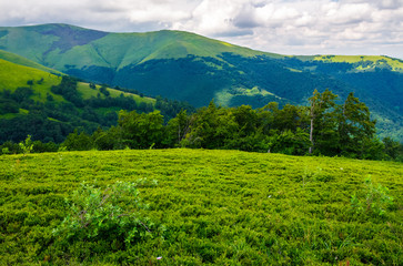 Fototapeta na wymiar beautiful green hills of Borzhava mountain ridge