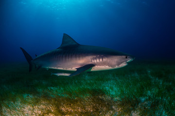 Tiger shark Bahamas