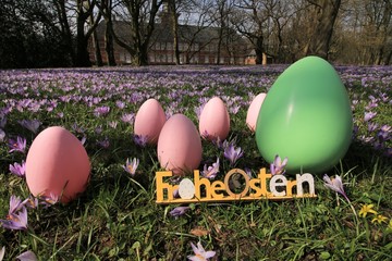 rosa Ostereier und Krokusse im Frühling, Krokus Blüte Husum, Oster Karte