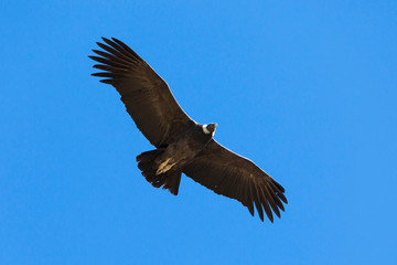 Condor flight