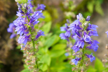 Hyssopus officinalis or hyssop blue flowers close up
