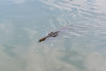 Huge monitor lizard is swimming in lake