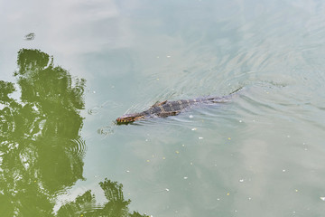 Huge monitor lizard is swimming in lake