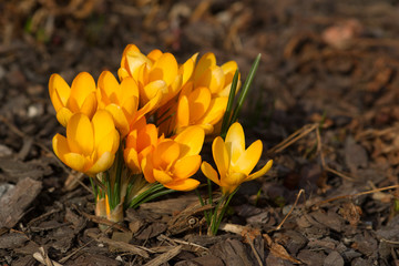 Yellow crocus spring flowers