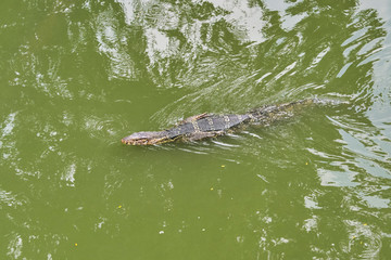 Huge monitor lizard is swimming in lake