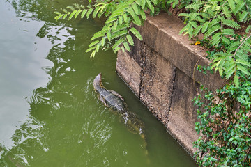 Huge monitor lizard is swimming in lake