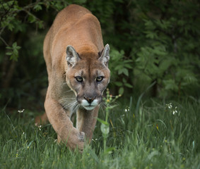 Mountain Lion Stalking