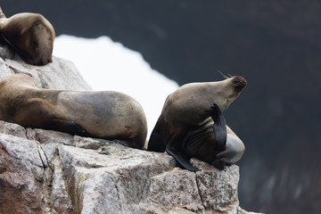 Ballestas Islands, Per&ugrave;