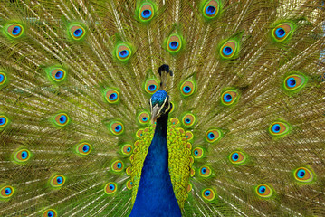 Obraz premium Colorful Peacock