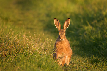 European hare stands on the grass on a beautiful evening light (Lepus europaeus) © Tatiana