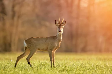 Aluminium Prints Roe Wild roe deer in early morning