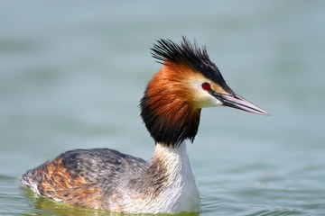 great crested grebe (podiceps cristatus) in their natural habitat