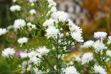 Aster novi-belgii white ladies michaelmas daisy