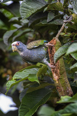 White-crowned Parrot - Pionus senilis, beatiful colorful parrot from Central America forest Costa Rica.