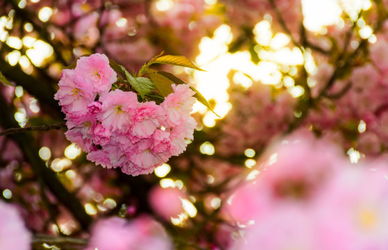 closeup of cherry blossom flowers