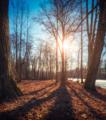 Fototapeta premium Spring sun