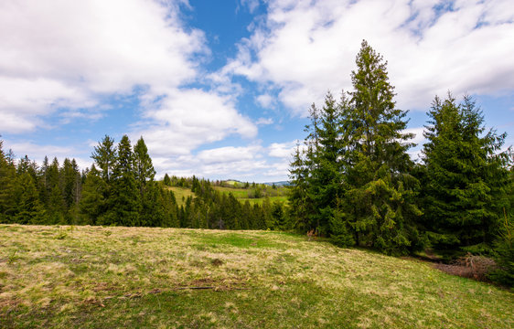 meadow among the spruce forest