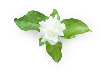 Jasminum