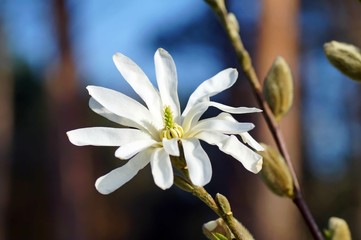 Frühe Blüte einer Sternmagnolie (Magnolia stellata)