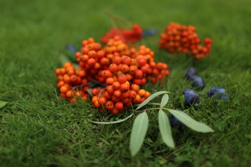 Blue plums and orange rowan berries on a black plate for designer