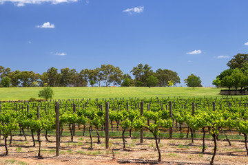 Fototapeta na wymiar Rows of vines at Swan River Winery, Western Australia
